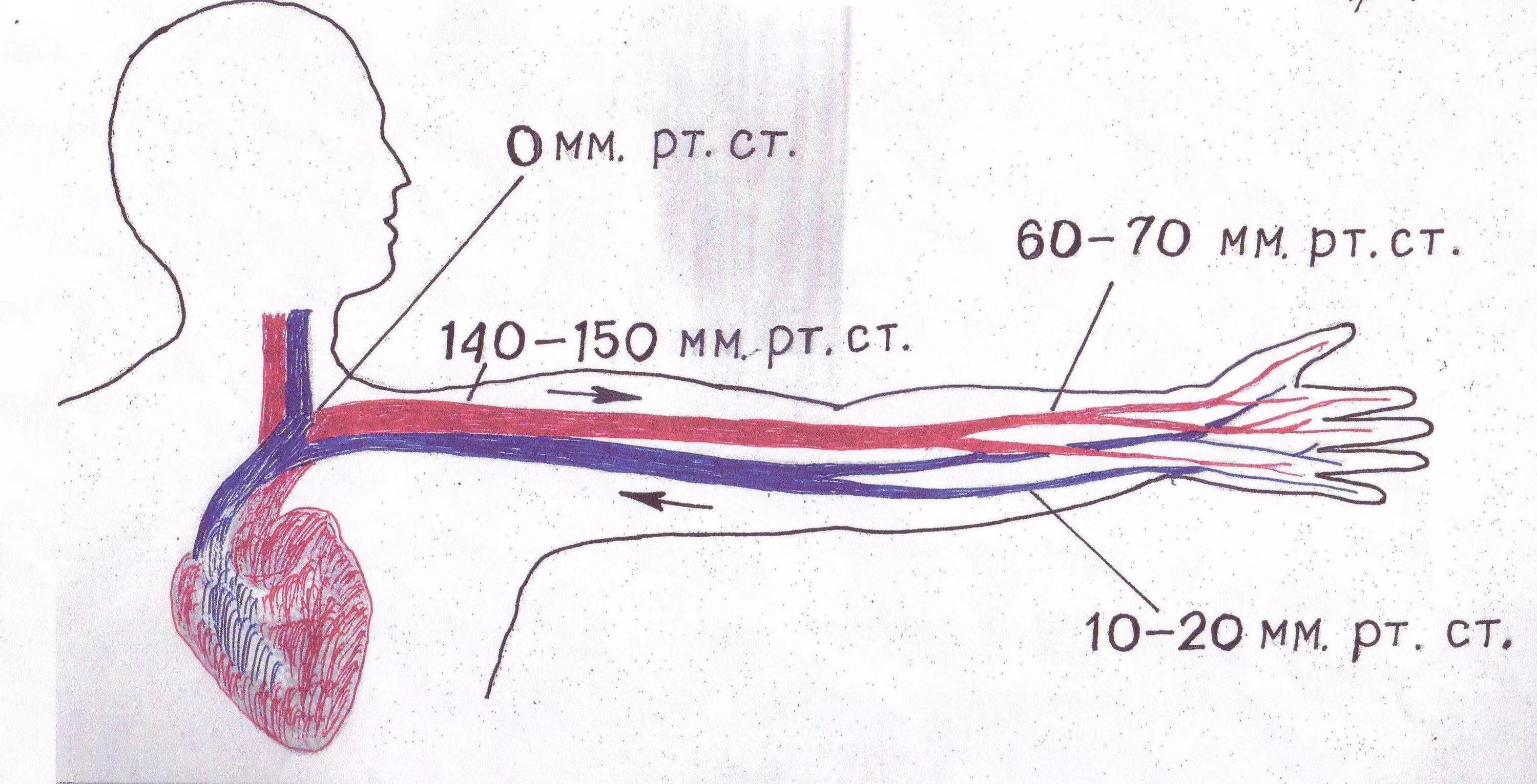 Низкое давление какие сосуды. Движение крови по сосудам. Давление крови схема. Давление крови в сосудах. Движение крови по артериям.