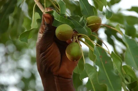 Butyrospermum parkii fruit oil