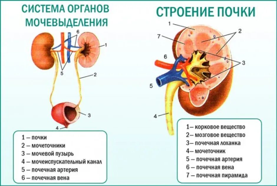 Контрольная работа по биологии 8 выделительная система. Мочевыделительная система человека строение анатомия. Рис 115 система органов мочевыделения. Выделительная система строение почки. Анатомия мочевая система строение почки.