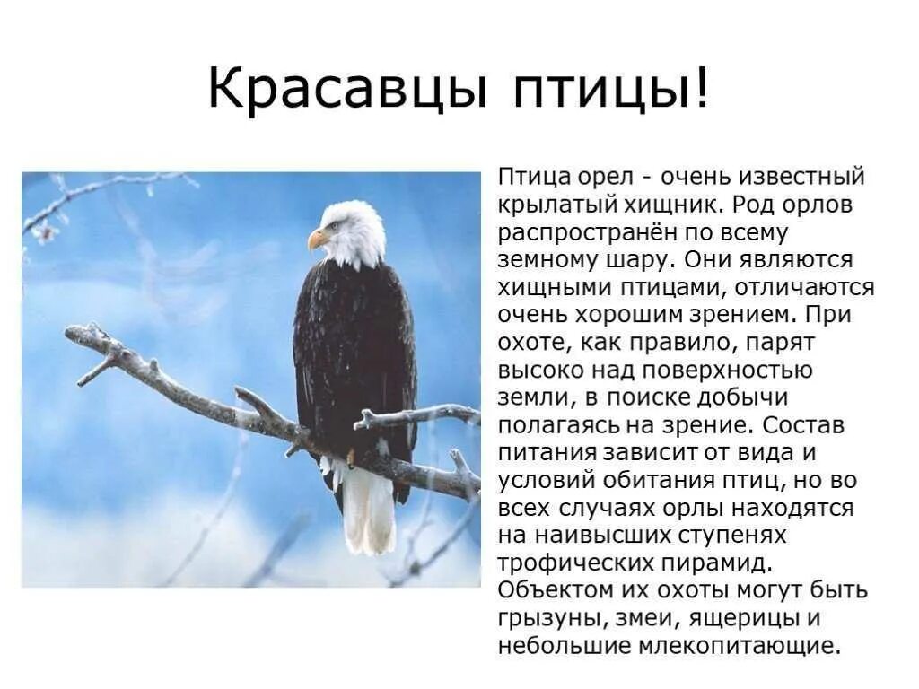 Орел сообщение 4