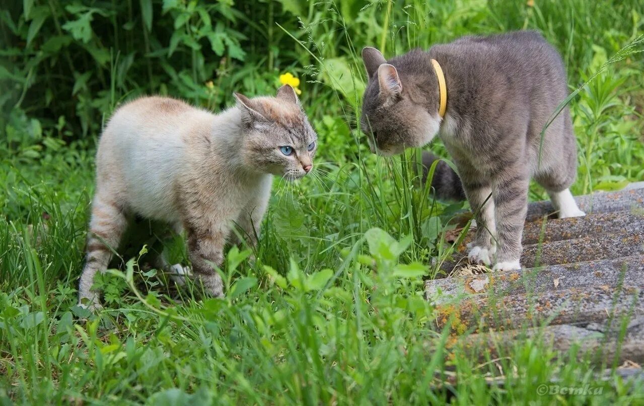 Брачный зов кошки. Деревенские коты. Дуэль котики. Кот на дуэли. Фото Кошачья дуэль.