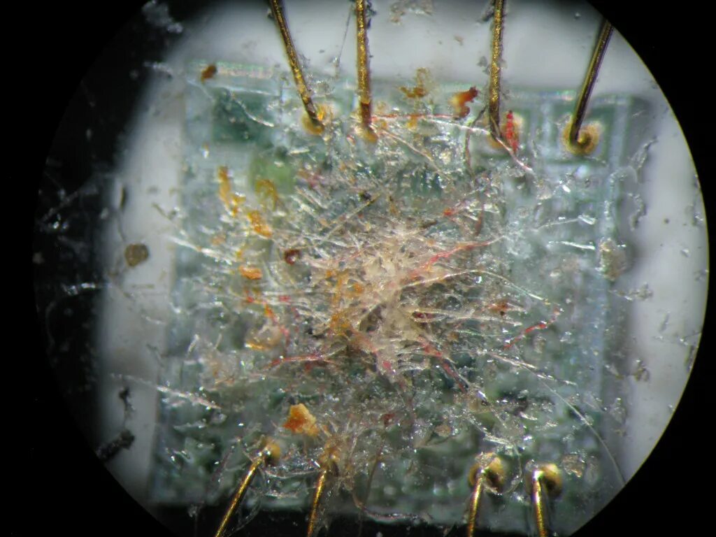 Что рассмотреть под микроскопом в домашних условиях Hipparion fossilized bone 2015 Photomicrography Competition Nikon’s Small World