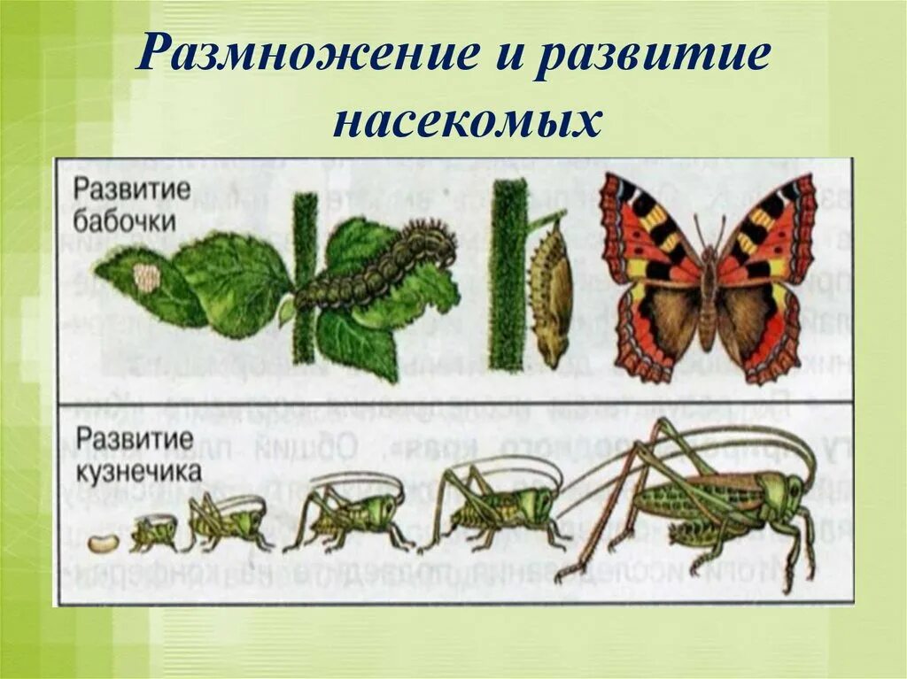 Размножение и развитие насекомых 7 класс биология. Типы размножение насекомых схема. Размножение насекомых 3 класс. Размножение насекомых таблица.