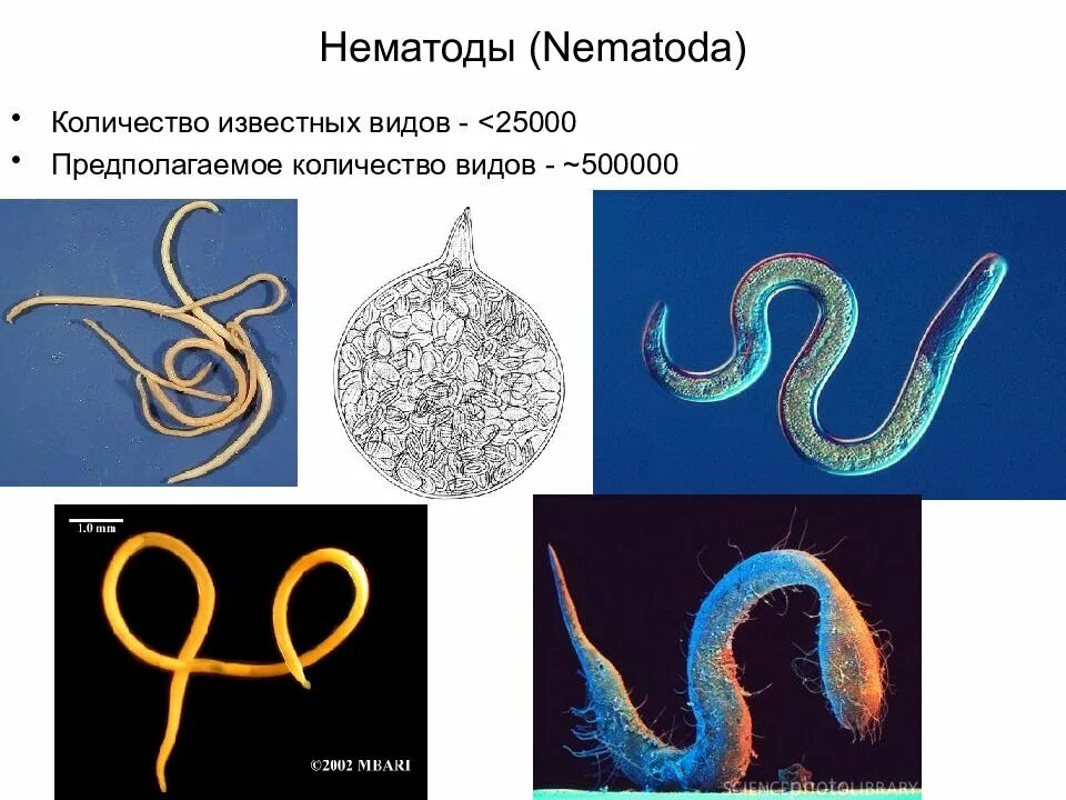 Гельминты класса нематоды. Круглые черви нематоды паразиты. Нематоды паразиты человека представители. Класс нематоды черви представители. Беспозвоночные круглые черви