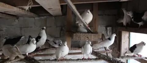 Голуби на чердаке многоквартирного
