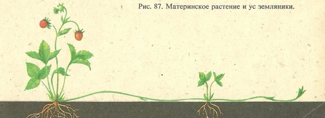 Вегетативное размножение усами. Земляника Садовая побеги. Столоны земляники. Ползучие побеги земляники. Клубень картофеля и ус садовой земляники