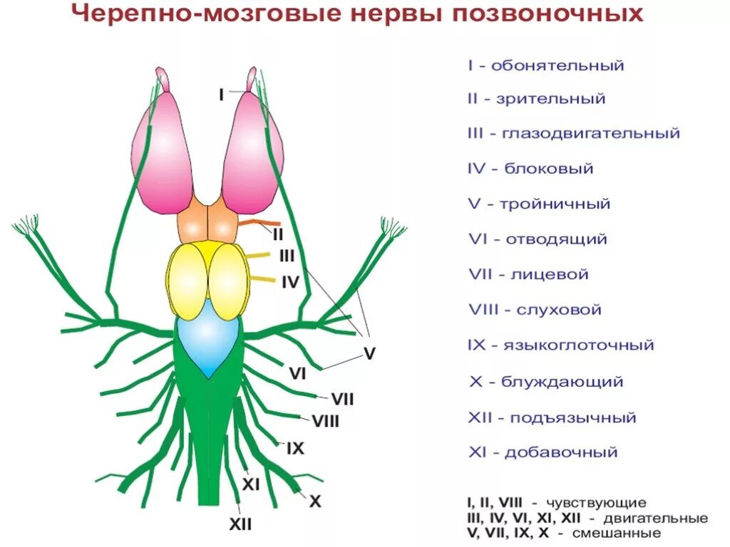 Три черепных нерва. 12 Пар черепно мозговых нерв. 12 Пар черепных нервов рисунок. 12 Пар черепных нервов схема. Схема 12 пар ЧМН.