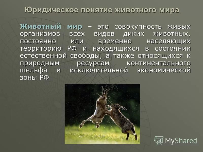 организм как живая биосистема. понятие об органах аппаратах и системах органов. понятие о хозяине. понятие о паразите и хозяине. гигиена содержания животных.