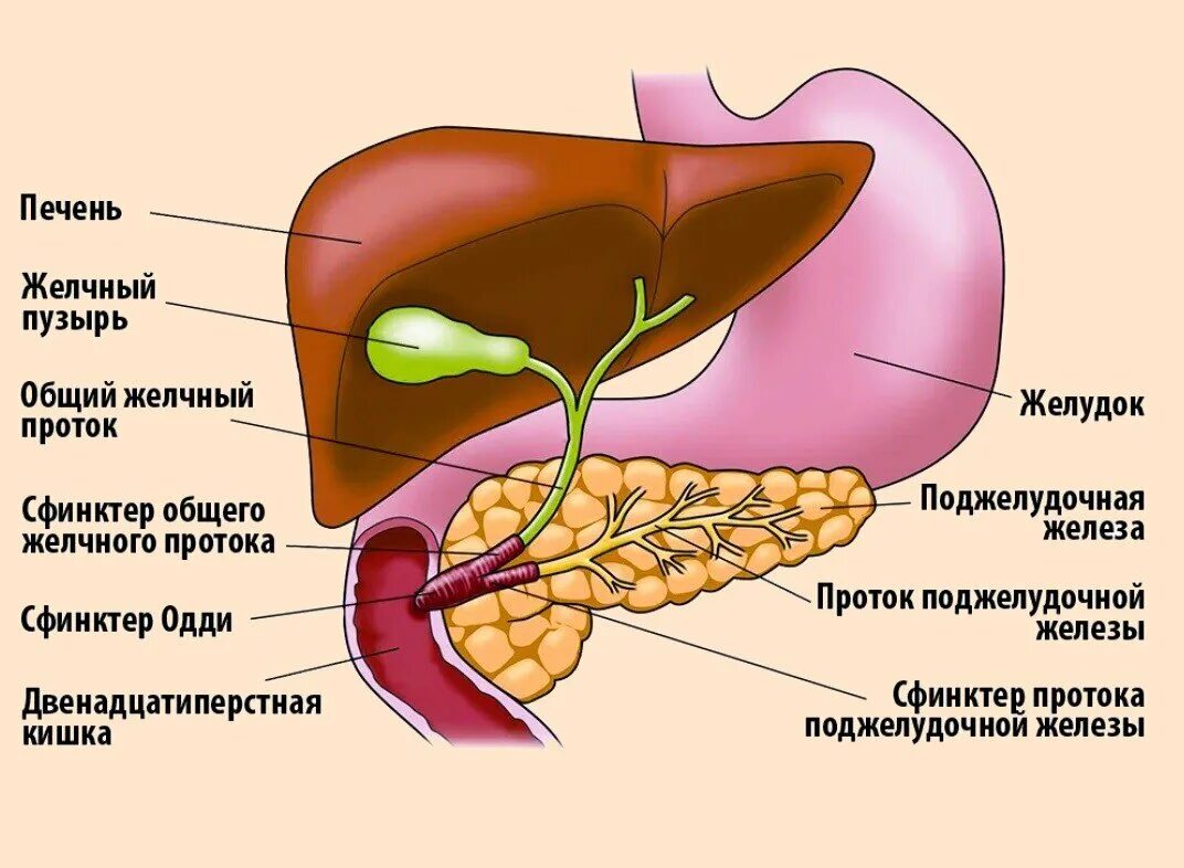 Желчный пузырь как удалить желчь. Желчный пузырь сфинктер Одди анатомия. Печень, желчный пузырь, поджелудочная железа анатомия строение. Строение желчного пузыря сфинктеры. Анатомия ЖКТ желчный пузырь.