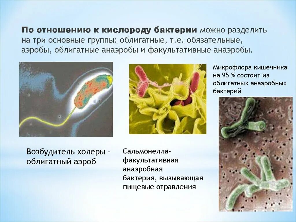 Бактерии в бескислородной среде. Облигатные анаэробные микроорганизмы. Аэробы анаэробы факультативные анаэробы. Облигатные анаэробы факультативные анаэробы облигатные аэробы. Облигатные аэробные бактерии.