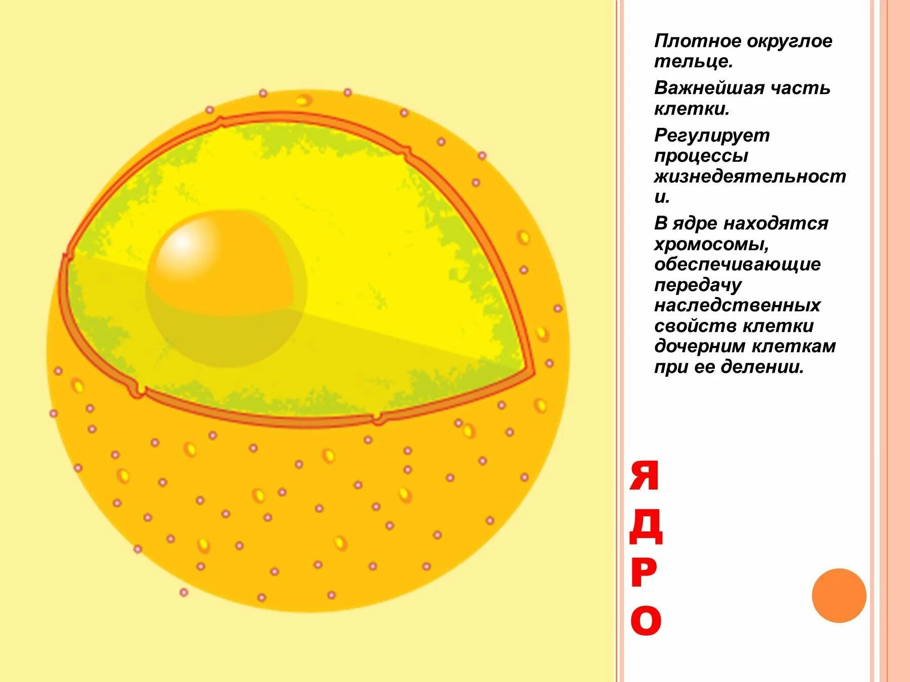 Ядро клетки рисунок схематично. Ядро клетки схематический рисунок. Строение ядра клетки рисунок. Строение ядра клетки без подписей. В ядрах клеток многоклеточного