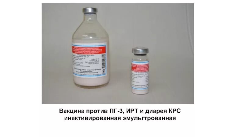 Инфекционный ринотрахеит крупного рогатого скота вакцины. Вакцина против инфекционного ринотрахеита КРС. Инфекционный ринотрахеит у телят вакцина. Вакцинация парагриппа-3 КРС. Вакцины для коров