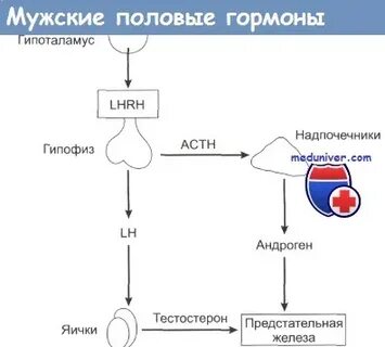 Тестостерон железы