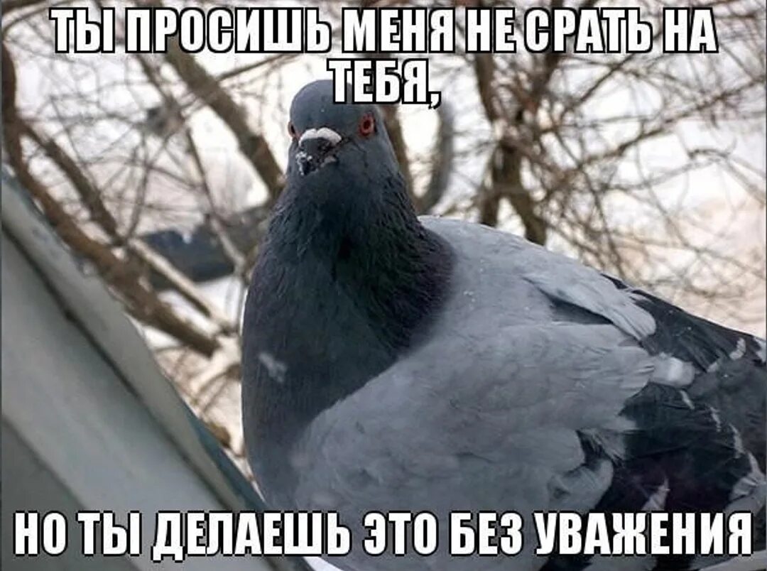 Мемы с голубями. Заниженный голубь. Смешные цитаты про голубей. Голубь прикол. Грустный голубь.