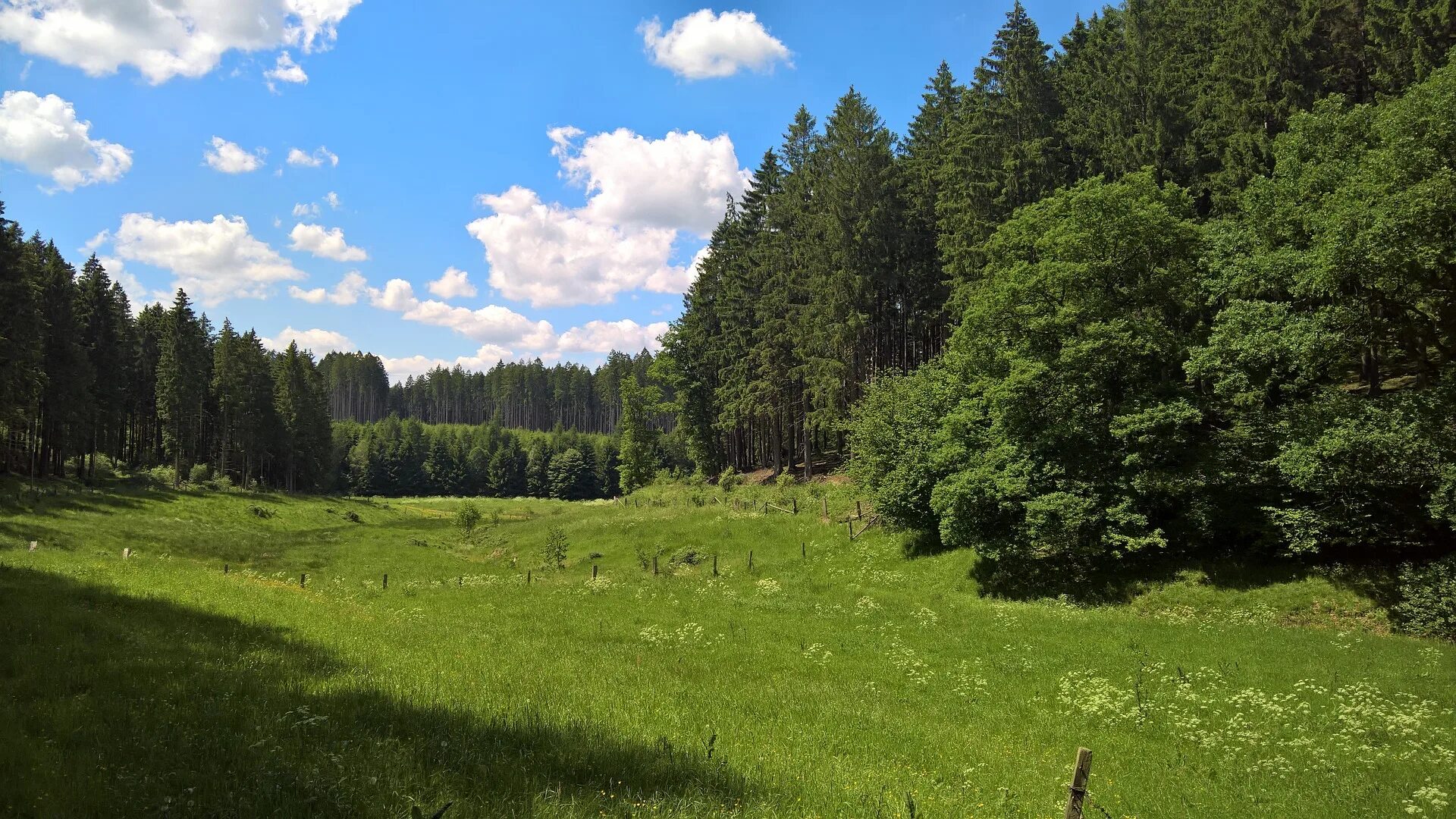 Село хвойный. Лесная Поляна Ленинградская область. Лесная опушка Солнечногорский район. Лесная Поляна Ярославская область. Лужский район лето лес.