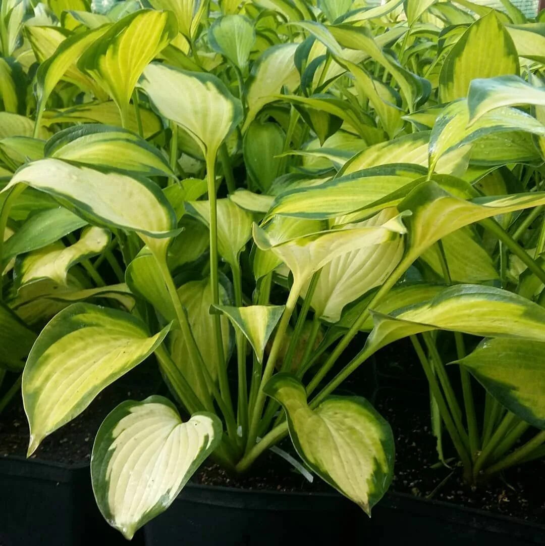 Хоста Паулс Глори. Хоста Паулс Глори (Paul`s Glory). Hosta `Paul`s Glory`). Паулс глори