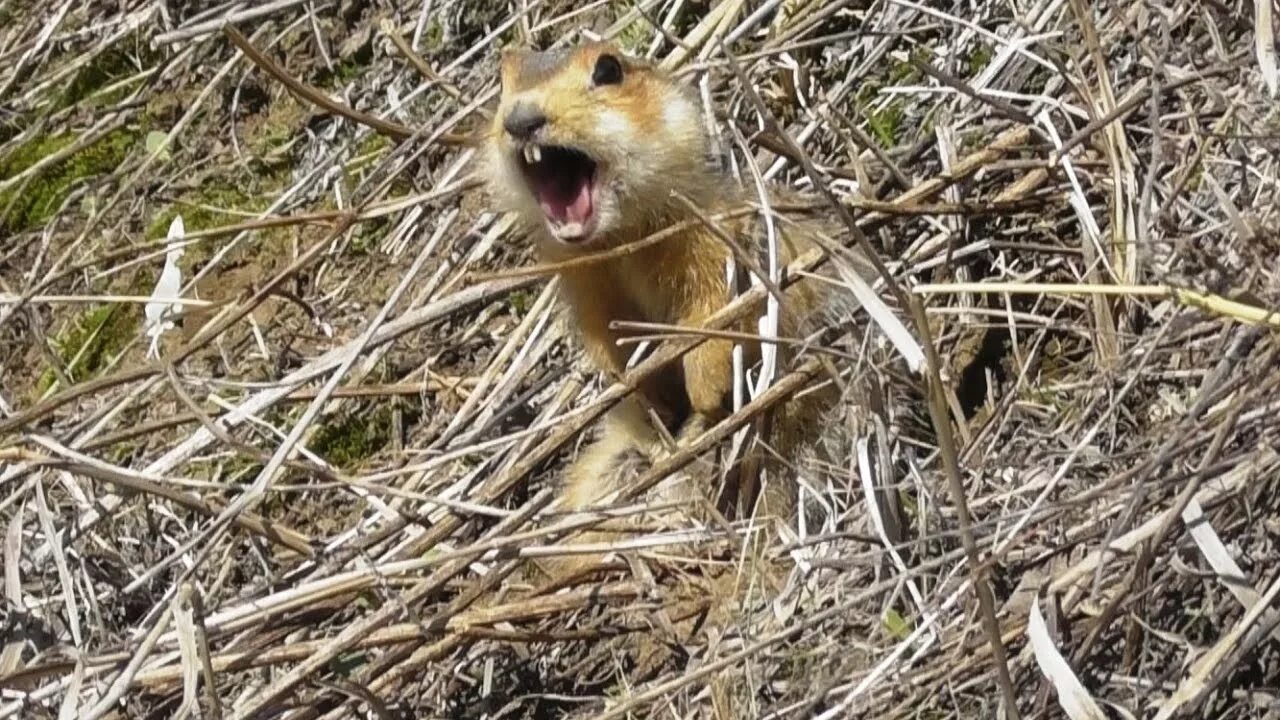 Кричащий суслик видео. Большой суслик (Spermophilus Major). Орущий суслик. Суслик кричит. Нашествие сусликов.