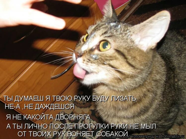 Бывший лижет