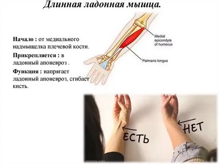 Длинное сухожилие мышцы
