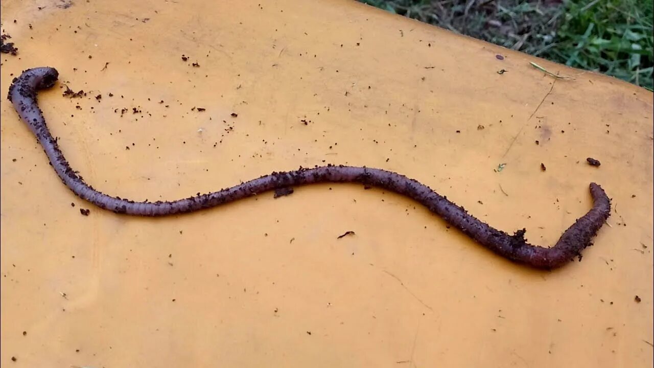 Дождевые черви семейства Glossoscolecidae. Земляной кольчатый червь Палус. Гигантский австралийский дождевой червь (Megascolides Australis).