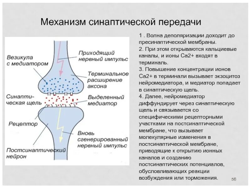 Механизм передачи импульса через синапс. Каков механизм открытия са2+ каналов пресинаптической мембраны. Синаптическая передача нервного импульса механизм. Механизм межнейронной синаптической передачи.