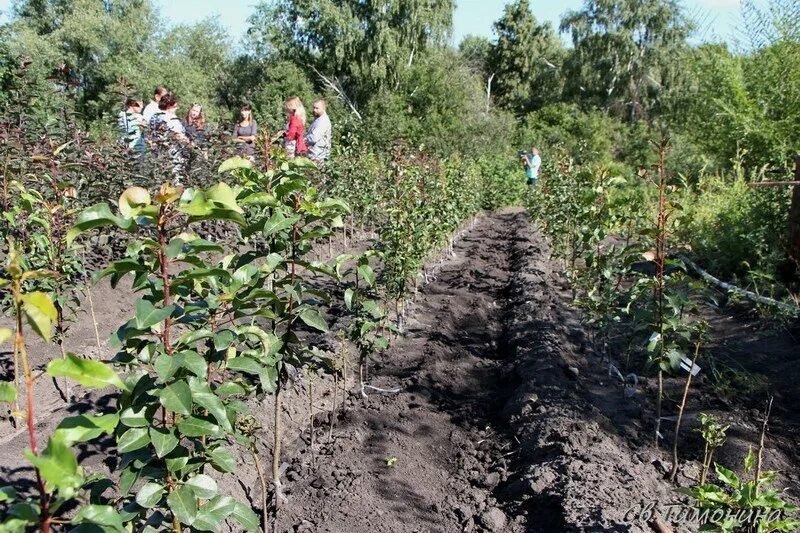 Ульяновск питомник никушиных плодовый семьи. Плодопитомник ульяновск п плодовый. Плодовый питомник ульяновск. Ульяновск питомник никушиных плодовый семьи. Каженцев ульяновск.