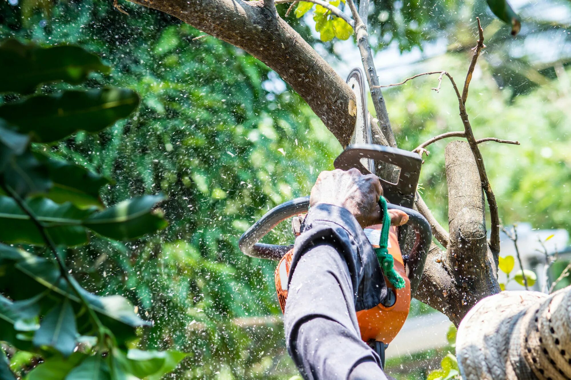 Cut down plant. Арборист профессия. Спил аварийных деревьев в парке. Резать дерево. Tree trimming.