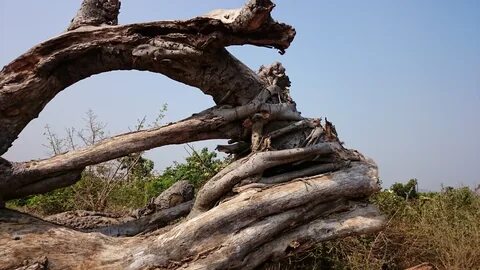 Filing tree