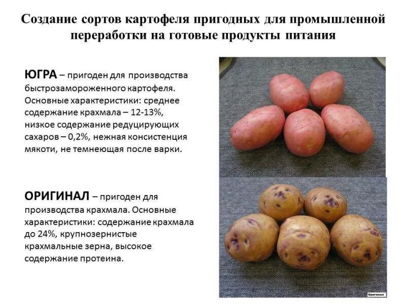 Вектор картофель характеристика. Картошка сорт Гала характеристика. Характеристика картофеля. Картофель описание сорта. Ранние сорта картофеля.