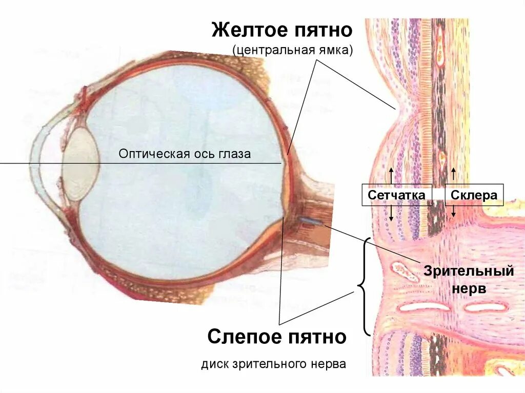 Слепое пятно расположено в месте где. Желтое и слепое пятно сетчатки глаза. Слепое и желтое пятно сетчатки. Центральная ямка и желтое пятно.