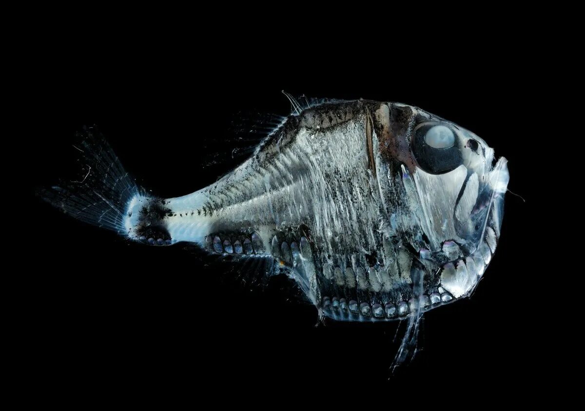 Почему глубоководные рыбы. Топорик аргиропелекус. Рыбы-топорики биолюминесценция. Глубоководная рыба Marine Hatchetfish. Глубоководная рыба топорик.
