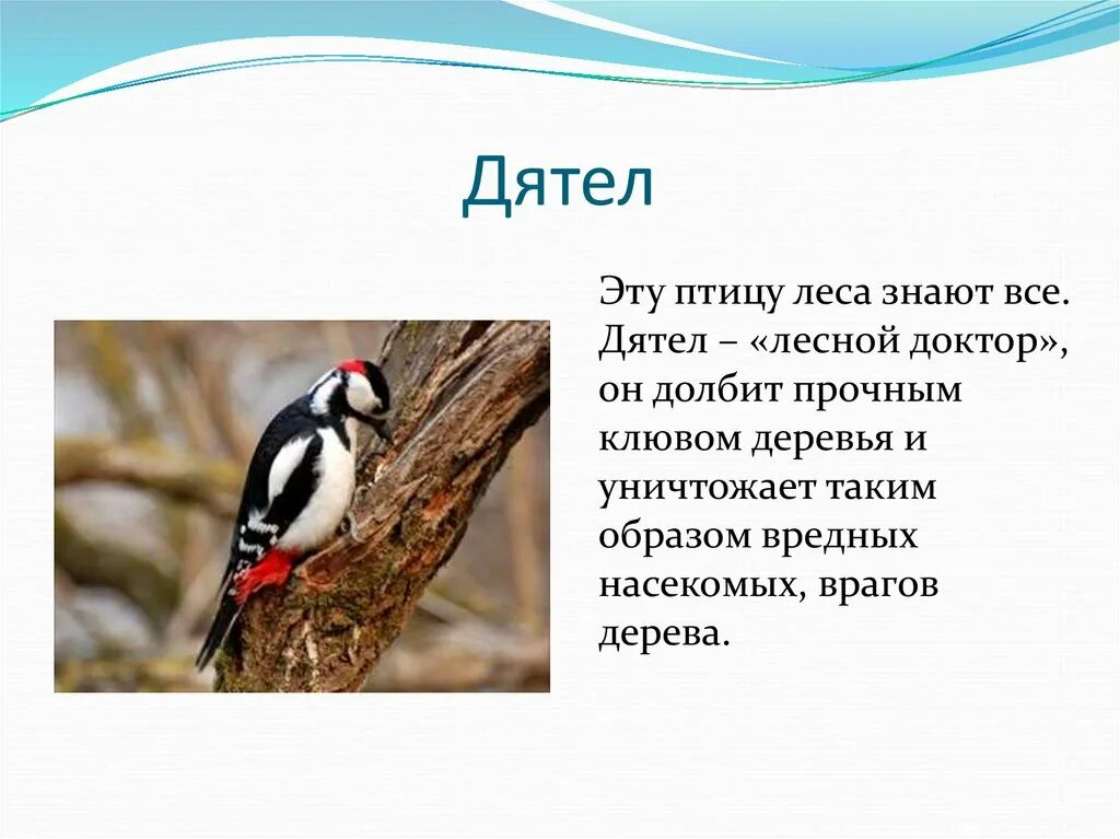 Рассказ про дятла. Сообщение о дятле. Дятел описание птицы. Дятел краткое описание.