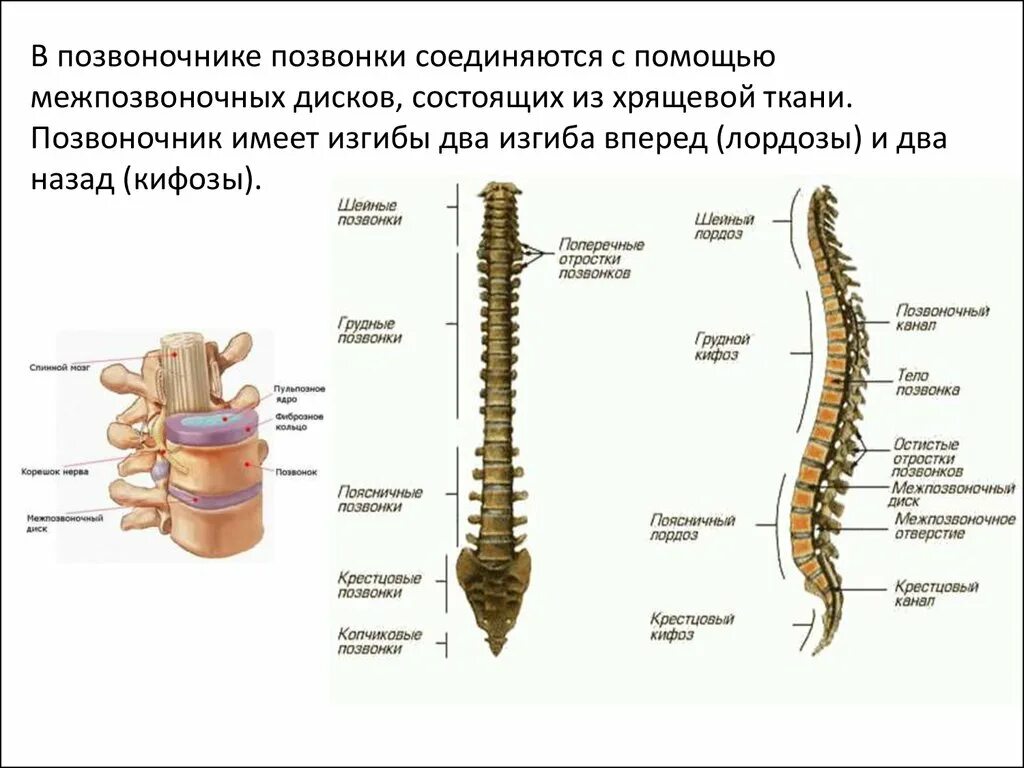 Строение позвоночника Позвоночный диск. Позвоночник отделы изгибы строение диска строение позвонка. Строение позвоночника человека схема с обозначениями. Строение позвонка человека с расшифровкой позвонков.