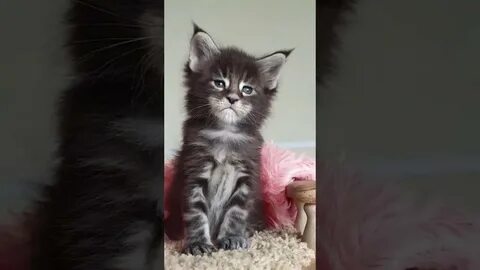 Как отличить мейн куна