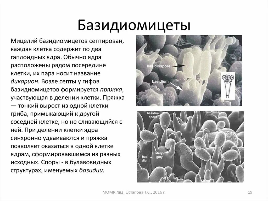 Клеточная стенка мицелия. Зигомицеты строение мицелия. Типы мицелия грибов. Актиномицеты тип клеточной стенки. Строение конидиеносцев фитофторы.