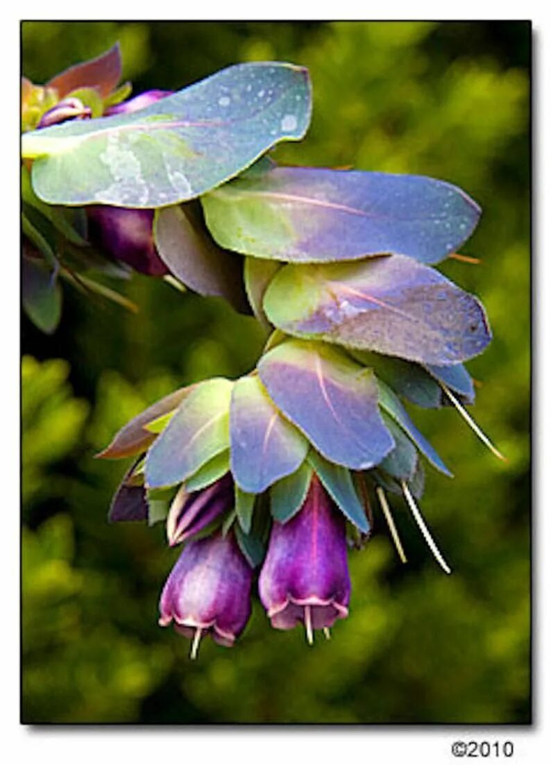 Восковник. Cerinthe Major var PURPURASCENS (восковник). Восковник большой (Cerinthe Major) Purple. Восковник пурпурный. Восковник Таро.