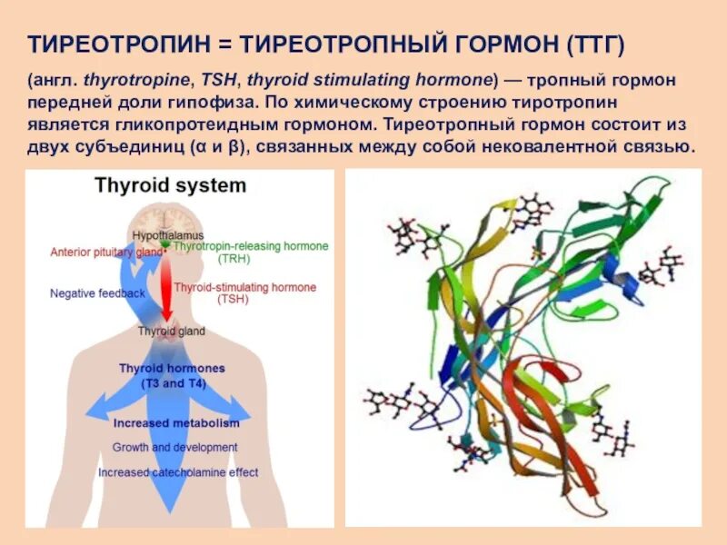 Повышенный тиреотропный гормон. Тиреотропин гормон строение. Тиреотропный гормон химическое строение. Тиреотропный гормон биологическая роль. Тиреотропный гормон (ТТГ).