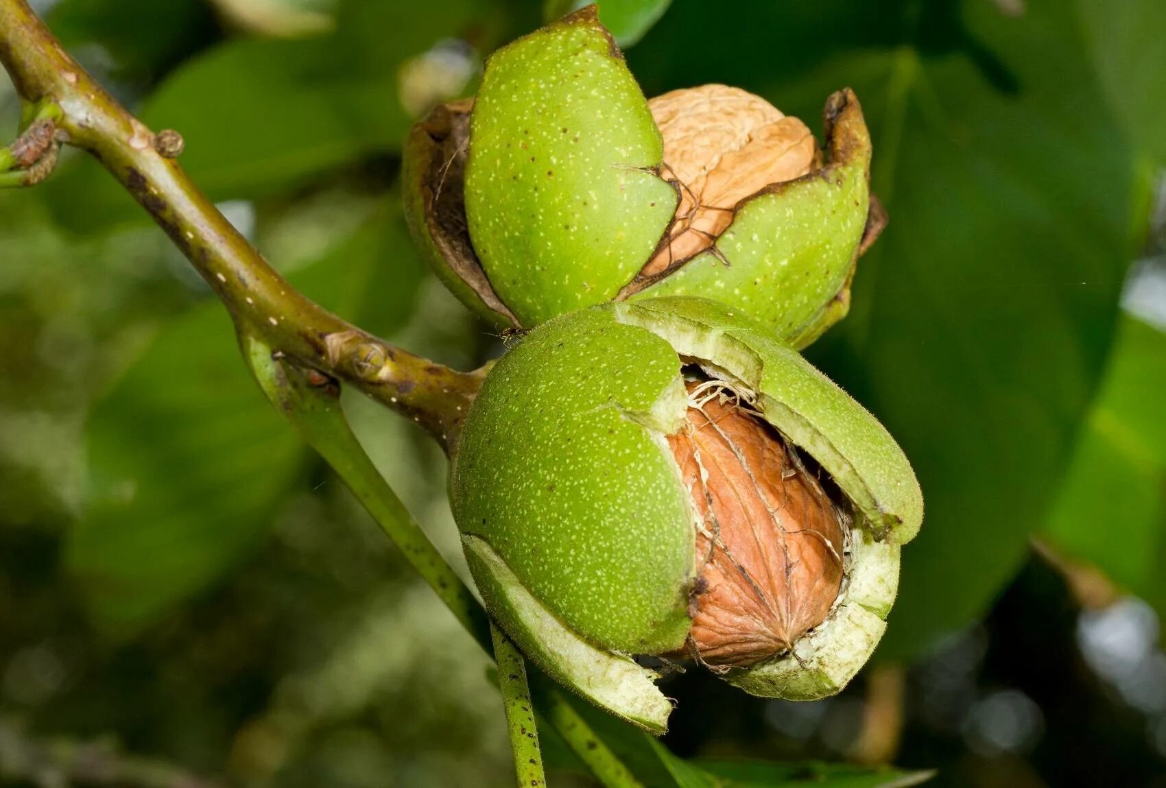 Подкормка грецкого ореха. Орех грецкий (Juglans Regia). Орех грецкий Juglans Regia семена. Орешник дерево грецкий орех. Грецкий орех в субтропиках.