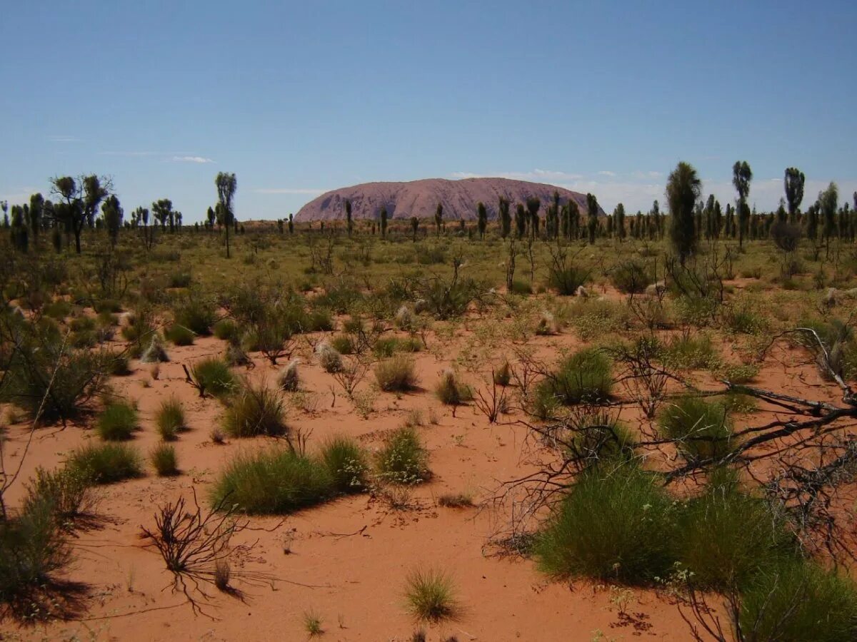 Буш полупустыни Австралии. Пустыни и полупустыни Австралии. Засушливая зона Австралии. Австралия тропические пустыни растения.
