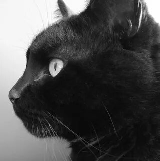 Лицо кота черно белого