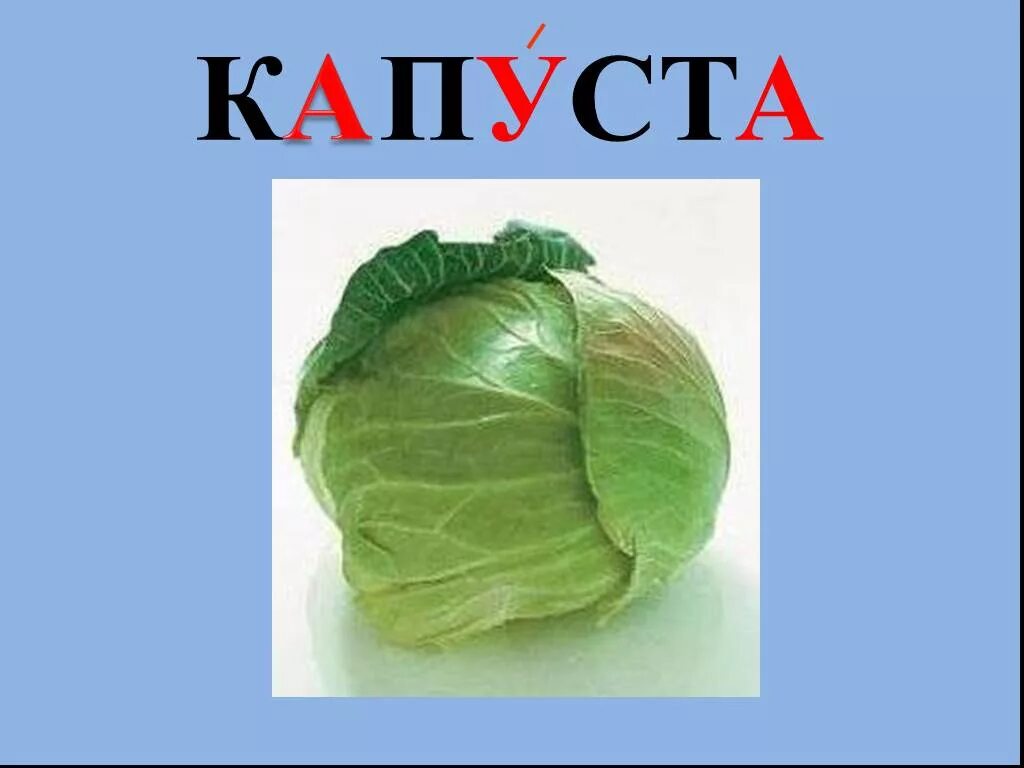 Капуста словарное слово. Капуста словарь. Словарное слово капуста в картинках. Текст про капусту.