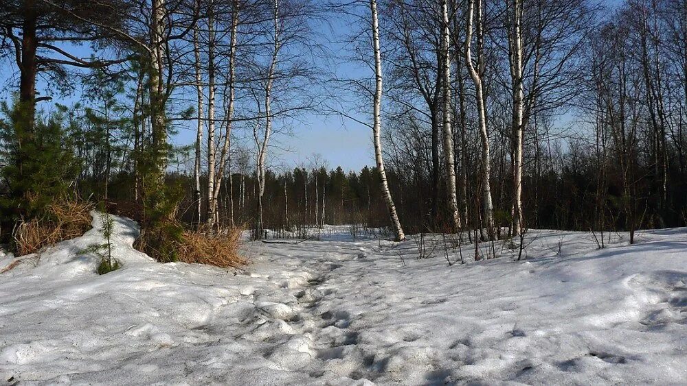 Весенний лес со снегом. Снежный март в лесу.