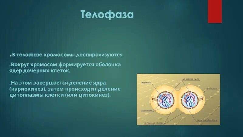 Благодаря митозу число