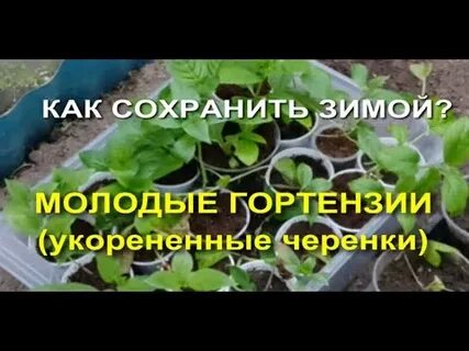 Как сохранить черенки гортензии