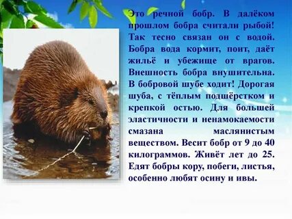 Тип симметрии бобра
