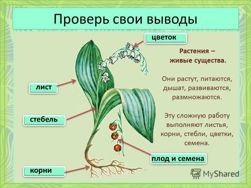 Растение живой организм. Растения живые существа. Живые растения растут питаются. Растение как живое существо.