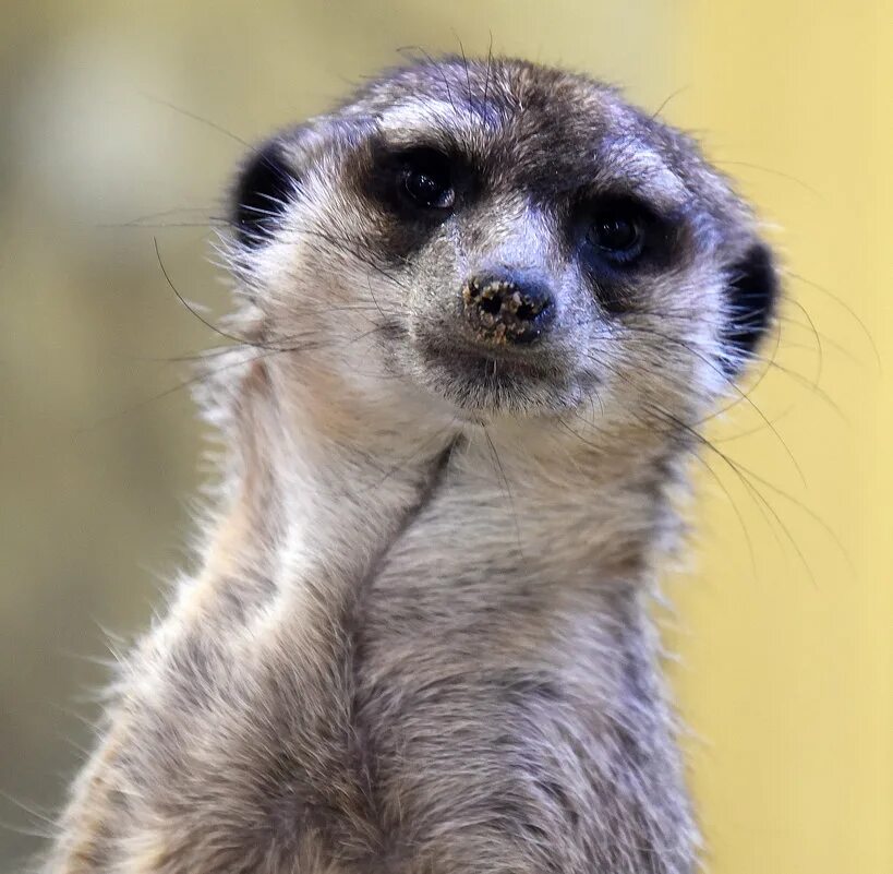 сурикаты из мультика. сурикат олег. сурикаты в природе. сурикат черный. песня сурикаты.