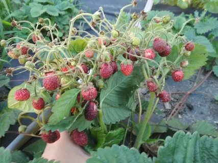 Клубника купчиха куст