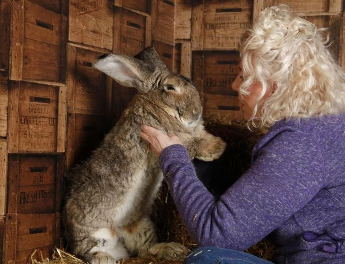 Потерялся кролик. Кролик переезжает. Потерялся кролик. Самый большой кролик в мире. Уборка у кроликов уличные.