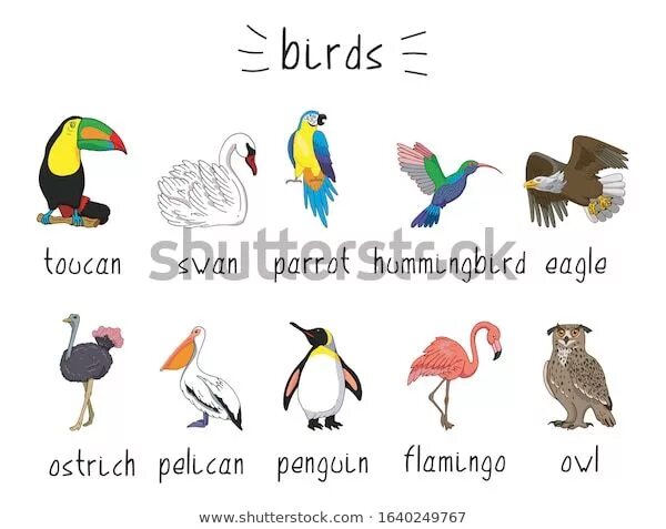 Can bird fly перевод. Birds that cannot fly. the bird who cant fly. the bird can-t fly. it runs very fast.